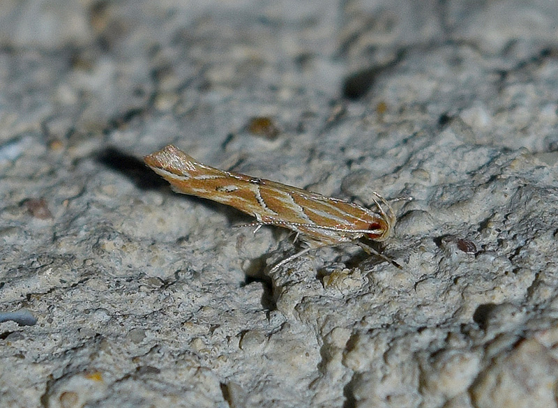 Pyroderces argyrogrammos - Cosmopterigidae